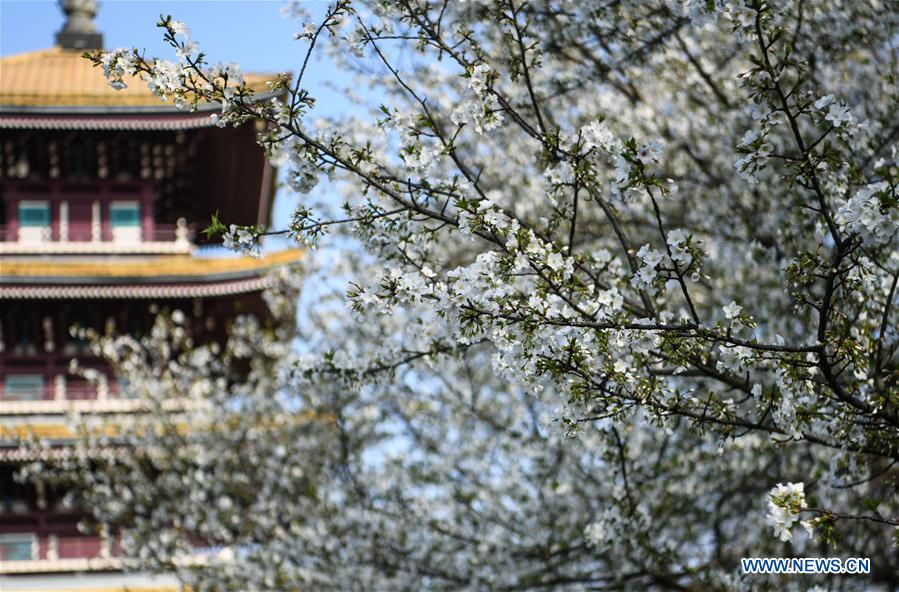 CHINA-HUBEI-WUHAN-SPRING SCENERY (CN)