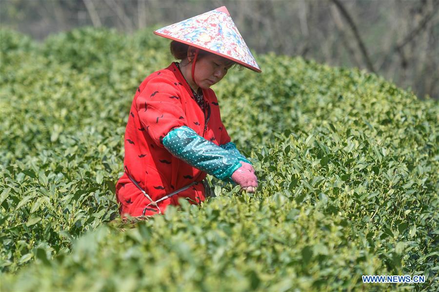 CHINA-HANGZHOU-XIHU LONGJING TEA-HARVEST (CN)