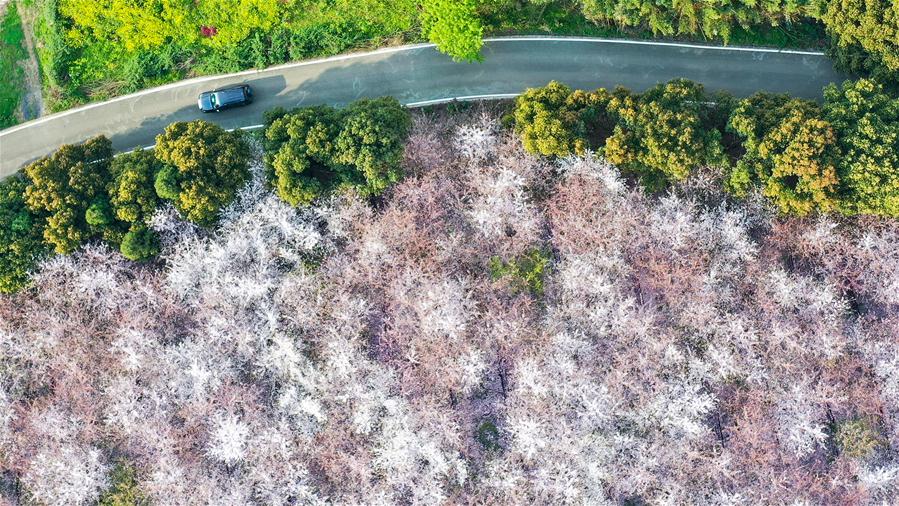 CHINA-GUIZHOU-GUIAN-CHERRY BLOSSOMS (CN)