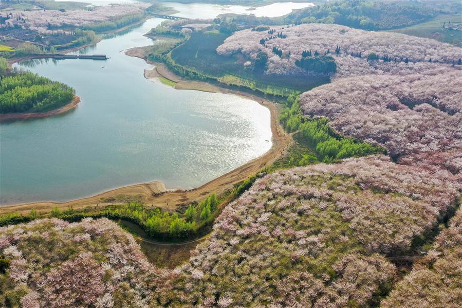 CHINA-GUIZHOU-GUIAN-CHERRY BLOSSOMS (CN)