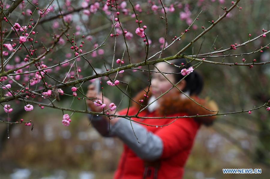 #CHINA-WINTERSWEET BLOSSOMS (CN)