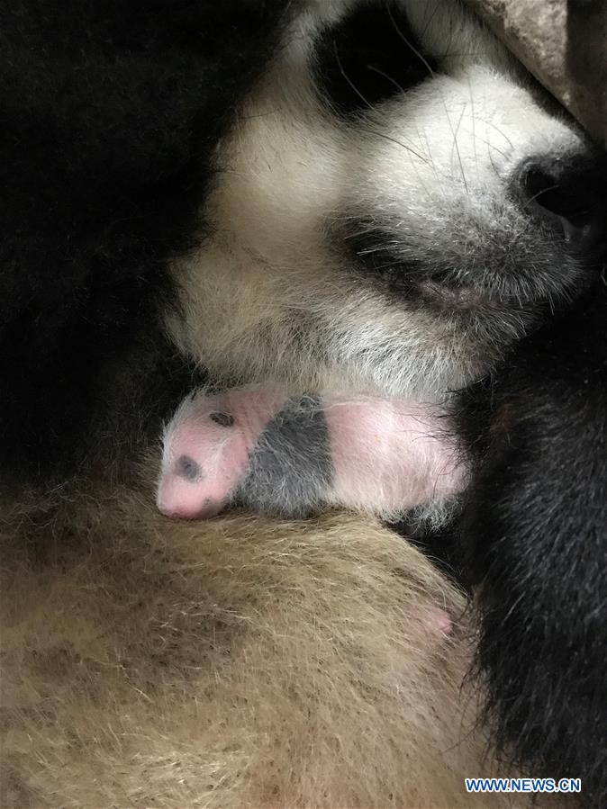 CHINA-CHONGQING-PANDA CUBS (CN)