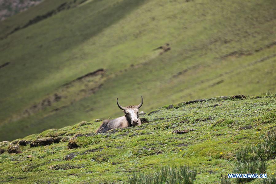 CHINA-TIBET-PASTURE (CN)