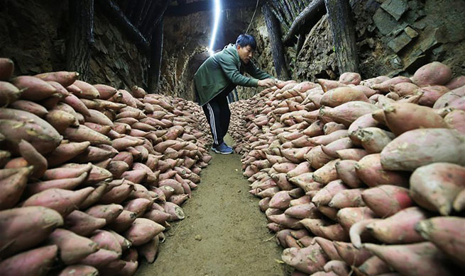 Farmers in China's Hebei benefit from cooperation with companies, cooperatives to promote online sales