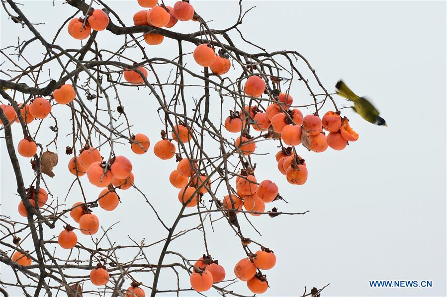 #CHINA-HUBEI-BAOKANG-SNOW-PERSIMMON (CN)