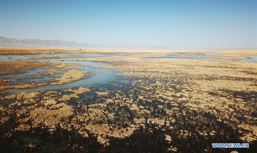 CHINA-GANSU-AKSAY-MIGRATORY BIRDS (CN)