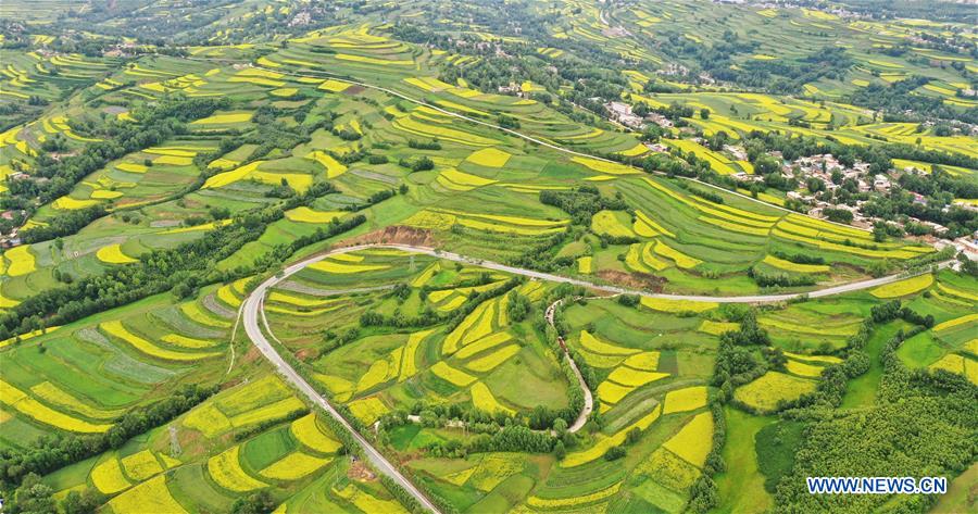 #CHINA-GANSU-JISHISHAN-COLE FLOWER-SCENERY (CN)