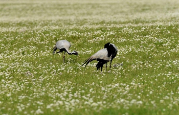 Scenery of prairie in Urad Zhongqi, N China's Inner Mongolia