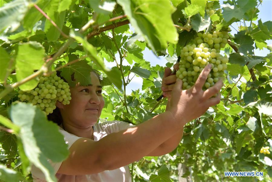 CHINA-XINJIANG-TURPAN-GRAPE-RIPE (CN)