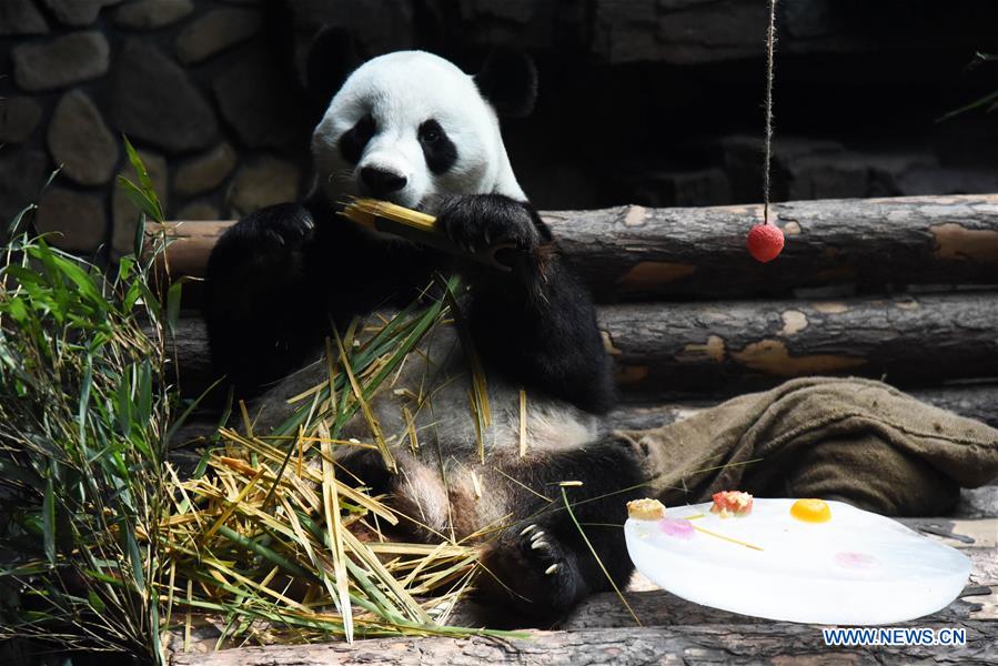 CHINA-JINAN-GIANT PANDA-SUMMER (CN)