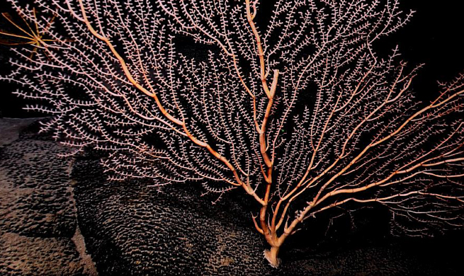 Corals seen in west Pacific on Chinese research vessel Kexue