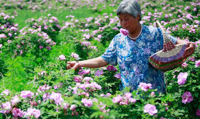 Rose industry improves economic development of small town in east China's Shandong