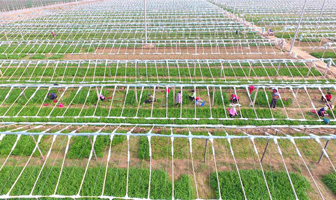 Farmers busy with farm work in China