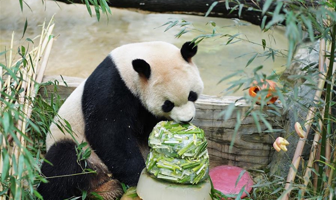 Giant panda Mao Zhu celebrates 5-year birthday