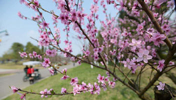 Spring scenery of wetland park of Fenghuang Lake in SW China's Chengdu