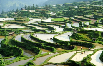 Farmers plough in fields with cattle in SW China's Guizhou