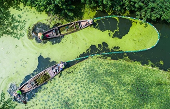 Workers clear away duckweed in Yangxiagang river in China's Zhejiang