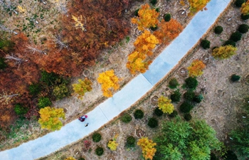 Autumn scenery of forest in Xiongan New Area, N China