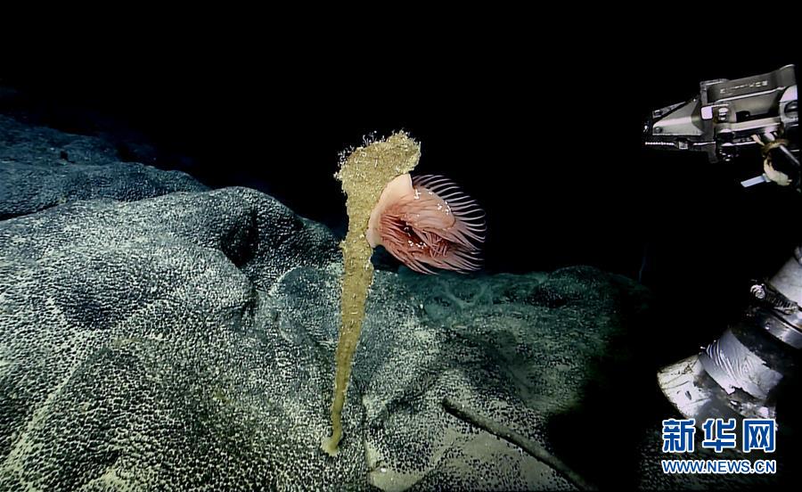 （圖文互動）（2）“科學”號在麥哲倫海山展開綜合調查