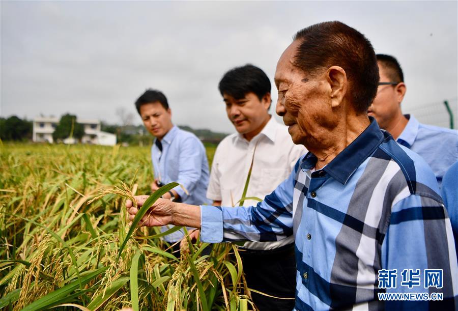 （改革先鋒風采·圖文互動）（3）一顆稻谷的“中國貢獻”——袁隆平的追夢路