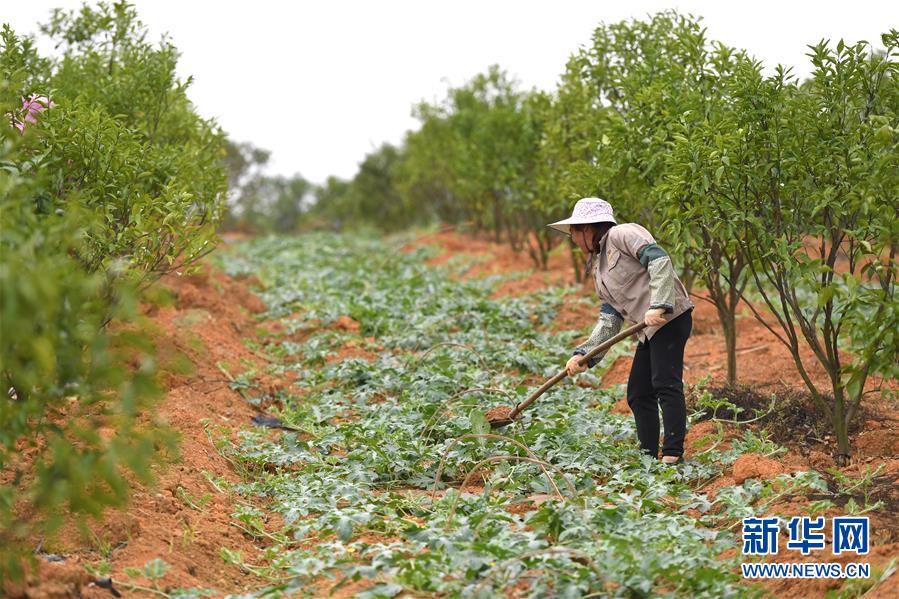 （抓好春耕備耕 穩(wěn)住農(nóng)業(yè)生產(chǎn)·圖文互動(dòng)）（5）農(nóng)時(shí)不等人 扶貧不能拖——種瓜大村春耕生產(chǎn)見(jiàn)聞 