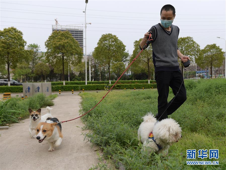 （聚焦疫情防控）（3）武漢：動物醫(yī)院里的臨時“奶爸”