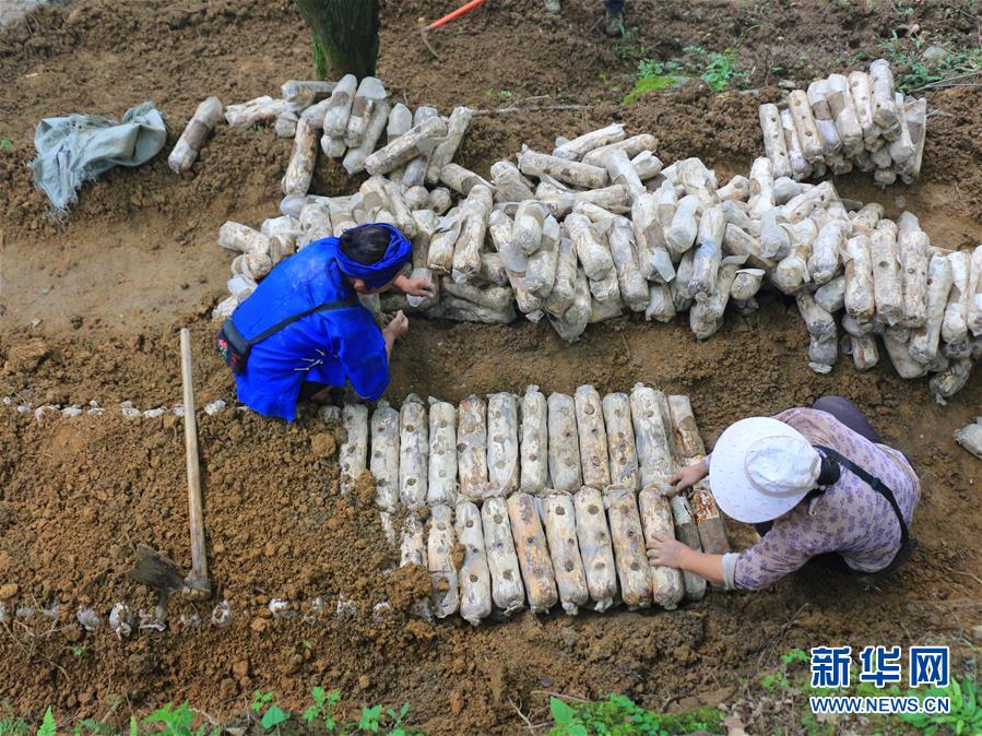 （決戰(zhàn)決勝脫貧攻堅(jiān)·圖文互動）（1）問林下要地 助“新市民”就業(yè)增收