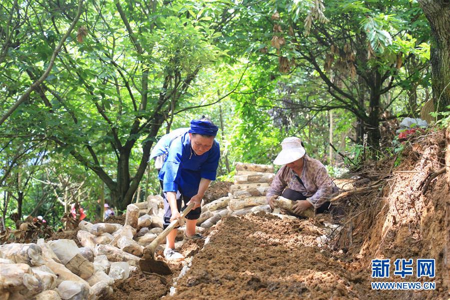 （決戰(zhàn)決勝脫貧攻堅(jiān)·圖文互動）（3）問林下要地 助“新市民”就業(yè)增收