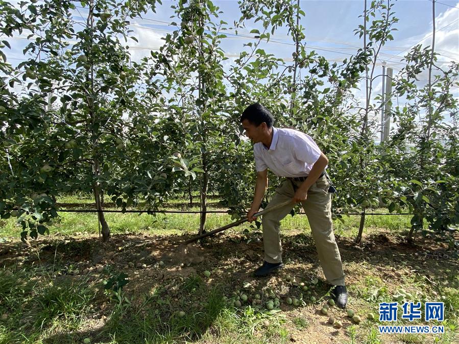 （決戰(zhàn)決勝脫貧攻堅·圖文互動）（1）高原紅了，日子好了——貴州海拔最高縣發(fā)展蘋果產(chǎn)業(yè)見聞