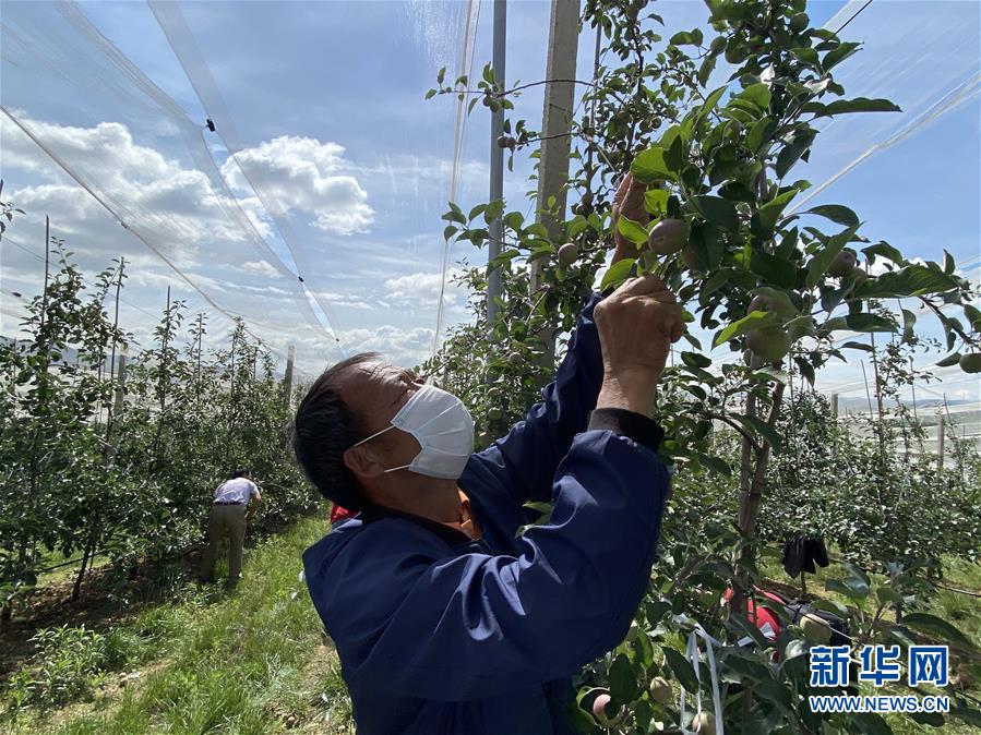 （決戰(zhàn)決勝脫貧攻堅·圖文互動）（2）高原紅了，日子好了——貴州海拔最高縣發(fā)展蘋果產(chǎn)業(yè)見聞