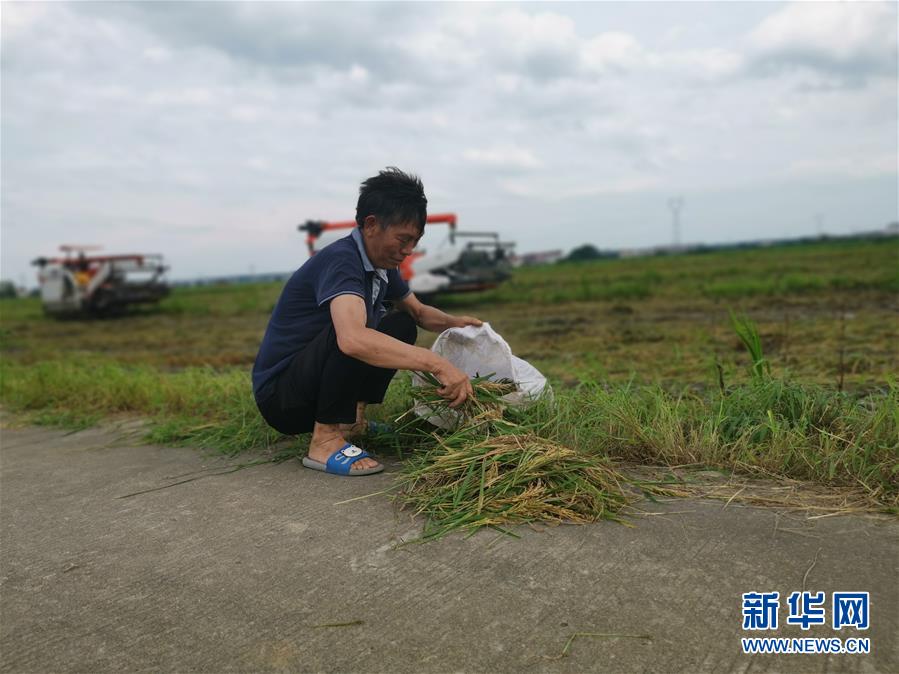 （新華視點(diǎn)·聚焦餐桌外的浪費(fèi)·圖文互動）（1）顆粒歸倉為何難實(shí)現(xiàn)？我國糧食收割環(huán)節(jié)損失驚人