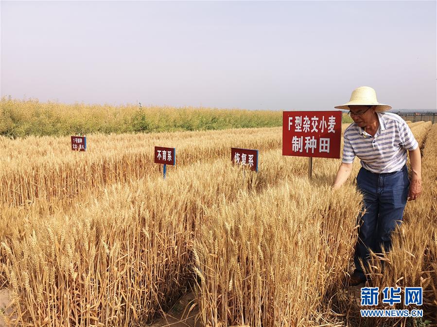 （在習(xí)近平新時(shí)代中國特色社會主義思想指引下——新時(shí)代新作為新篇章·習(xí)近平總書記關(guān)切事·圖文互動(dòng)）（3）讓百姓吃得飽還要吃得好——夯實(shí)糧食安全基礎(chǔ)端牢中國飯碗