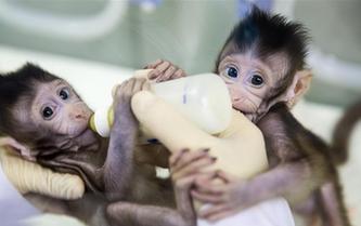 重大突破！兩只克隆猴在中國誕生