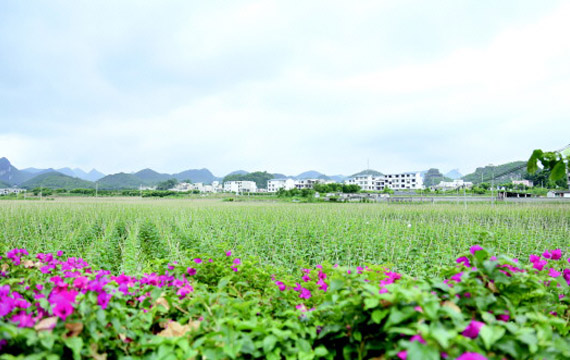 安順市：項(xiàng)目落實(shí)快 發(fā)展熱潮涌