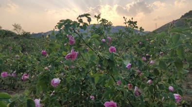 玫瑰花香飄兩岸——陸傳君一家的"云臺(tái)情緣"