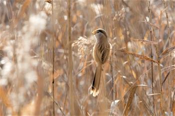 山東高青：“鳥中熊貓”濕地過(guò)冬