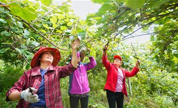 都江堰：獼猴桃趟出致富路