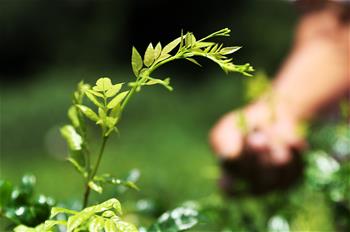 重慶黔江：藤蔓長成致富茶